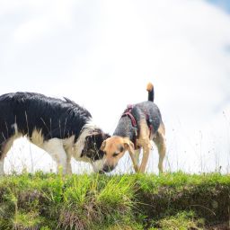 Dorothée, Maddie & Rocket